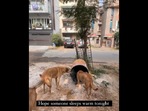 Woman distributing makeshift shelter for stray dogs. Woman distributing makeshift shelter for stray dogs.
