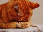 Best skin supplements for cats