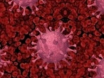 Omicron BF.7: Herd immunity is when a large portion of a population is having antibodies developed either naturally or through vaccines.(Pixabay) Omicron BF.7: Herd immunity is when a large portion of a population is having antibodies developed either naturally or through vaccines.(Pixabay)