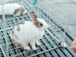 The best rabbit cages 
