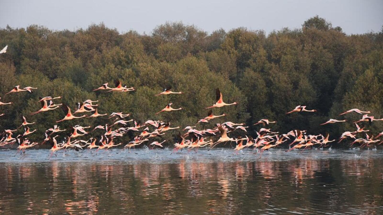 Thane Creek Flamingo Sanctuary gets Ramsar tag | Mumbai news