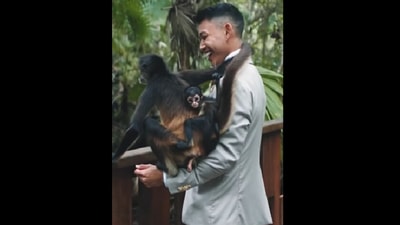 Monkey climbs on groom during photoshoot. (Instagram/@she_saidyes ) Monkey climbs on groom during photoshoot. (Instagram/@she_saidyes )