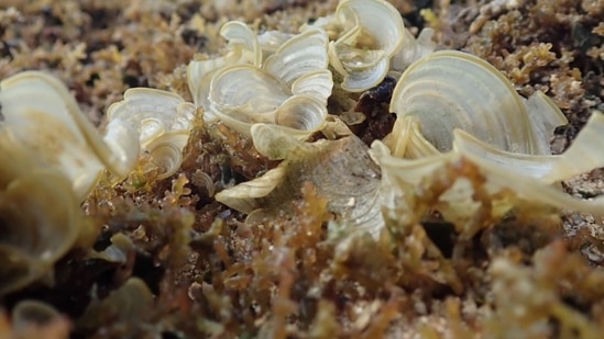 Brown algae can remove large amounts of CO2 from the global cycle in the long term.(source:Twitter/@FeFullerton)