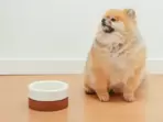 Best dog bowls