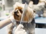Best dog combs for four furry friend