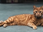  Best cat collar