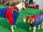 Pet stores are filled with jackets, sweaters, hoodies and other paraphernalia that will keep your dogs warm(Megha Mookim) Pet stores are filled with jackets, sweaters, hoodies and other paraphernalia that will keep your dogs warm(Megha Mookim)