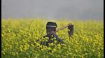 The demand for agricultural productivity is increasing, leading to a renewed demand for new technologies and their deployment. (HT PHOTO) The demand for agricultural productivity is increasing, leading to a renewed demand for new technologies and their deployment. (HT PHOTO)
