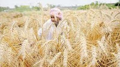 As compared to kharif maize, spring maize cultivation results in improved production and profitability due to fall in minimum temperature, enhanced vegetative stage, low weed pressure and insect-pest attack, PAU, Ludhiana, V-C said. (HT FILE PHOTO)
