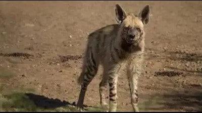 Inhabitants of Azizpur village saw the striped hyena that had taken shelter inside a culvert and informed the forest department which in turn contacted Wildlife SOS. (Pic for representation)