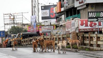 Of the total 21,487 cases, 16,077 were from stray dog bites and 5,410 were from pets. (HT FILE PHOTO) Of the total 21,487 cases, 16,077 were from stray dog bites and 5,410 were from pets. (HT FILE PHOTO)