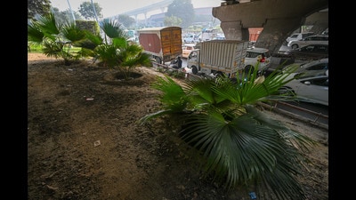 Palm trees planted on the roadside at Dhaula Kuan. (Sanchit Khanna/HT Photo)