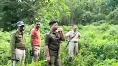 Police said the cattle smugglers took advantage of the deep forest to escape. (Sourced) Police said the cattle smugglers took advantage of the deep forest to escape. (Sourced)