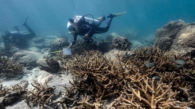 Thailand's Coral Reefs: Yellow-band disease is named for the colour it turns corals before destroying them. (AFP)