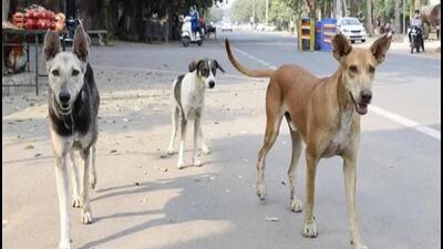 The Gurugram municipal corporation led the initiative by sterilising a maximum of 42,228 stray dogs at a cost of  ₹2.87 crore followed by the Panchkula MC that neutered 17,346 stray dogs at a cost of  ₹1.56 crore. (HT file photo)