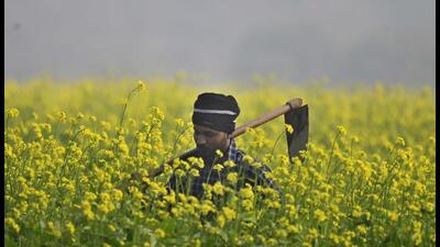 The demand for agricultural productivity is increasing, leading to a renewed demand for new technologies and their deployment. (HT PHOTO) The demand for agricultural productivity is increasing, leading to a renewed demand for new technologies and their deployment. (HT PHOTO)