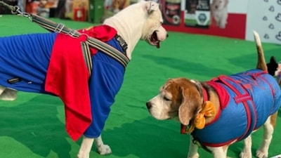 Pet stores are filled with jackets, sweaters, hoodies and other paraphernalia that will keep your dogs warm (Megha Mookim) Pet stores are filled with jackets, sweaters, hoodies and other paraphernalia that will keep your dogs warm (Megha Mookim)