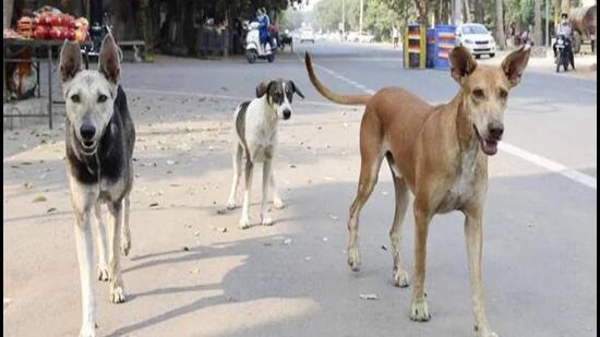 The Gurugram municipal corporation led the initiative by sterilising a maximum of 42,228 stray dogs at a cost of ₹2.87 crore followed by the Panchkula MC that neutered 17,346 stray dogs at a cost of ₹1.56 crore. (HT file photo)