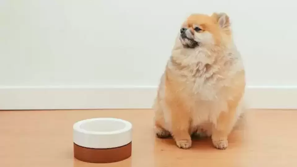 A beginner's guide to dog bowls