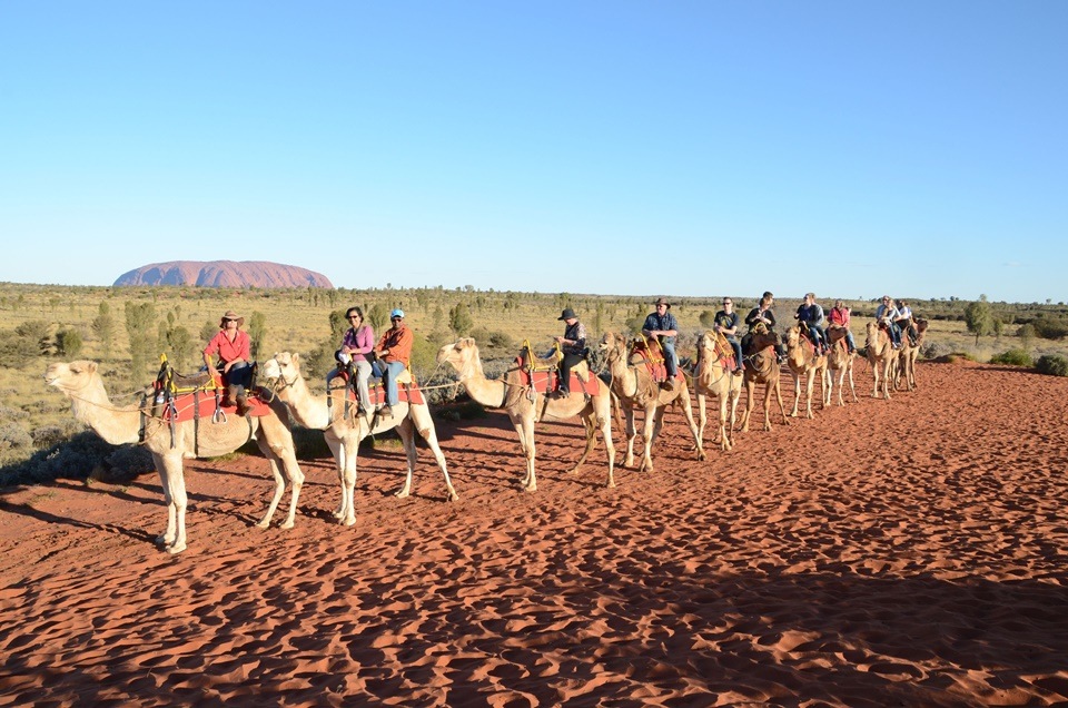 Camel train in Uluru(Sandip Hor) Camel train in Uluru(Sandip Hor)
