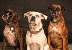 Best dogs for Indian climate(Pexels) Best dogs for Indian climate(Pexels)