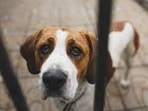 If your dog has acid reflux, it is important to work with a veterinarian to develop a treatment plan(Pexels) If your dog has acid reflux, it is important to work with a veterinarian to develop a treatment plan(Pexels)