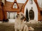Best dog houses in India
