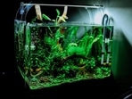 Best Fish Aquarium Starter Kit in India