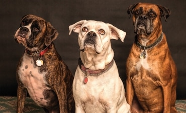 Best dogs for Indian climate (Pexels) Best dogs for Indian climate (Pexels)
