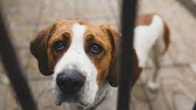 If your dog has acid reflux, it is important to work with a veterinarian to develop a treatment plan (Pexels) If your dog has acid reflux, it is important to work with a veterinarian to develop a treatment plan (Pexels)