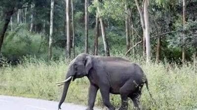 The carcass was found at Kurdeg village under Bagicha forest range in Chhattisgarh’s Jashpur. (Representative Image)