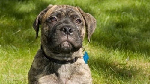 The Bullmastiff is a large, powerful breed that is well-suited to the hot and humid climate of many parts of India (Wikimedia Commons) The Bullmastiff is a large, powerful breed that is well-suited to the hot and humid climate of many parts of India (Wikimedia Commons)