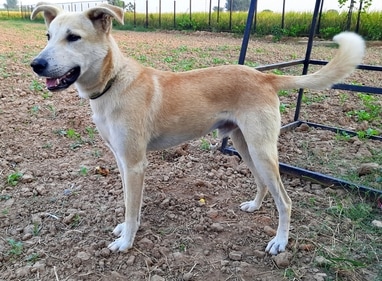 Indian Pariah Dog is a native breed that is well-suited to the Indian climate (Wikimedia Commons) Indian Pariah Dog is a native breed that is well-suited to the Indian climate (Wikimedia Commons)