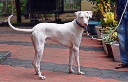 The Rajapalayam is a large, athletic breed that is native to the state of Tamil Nadu in southern India (Wikimedia Commons) The Rajapalayam is a large, athletic breed that is native to the state of Tamil Nadu in southern India (Wikimedia Commons)