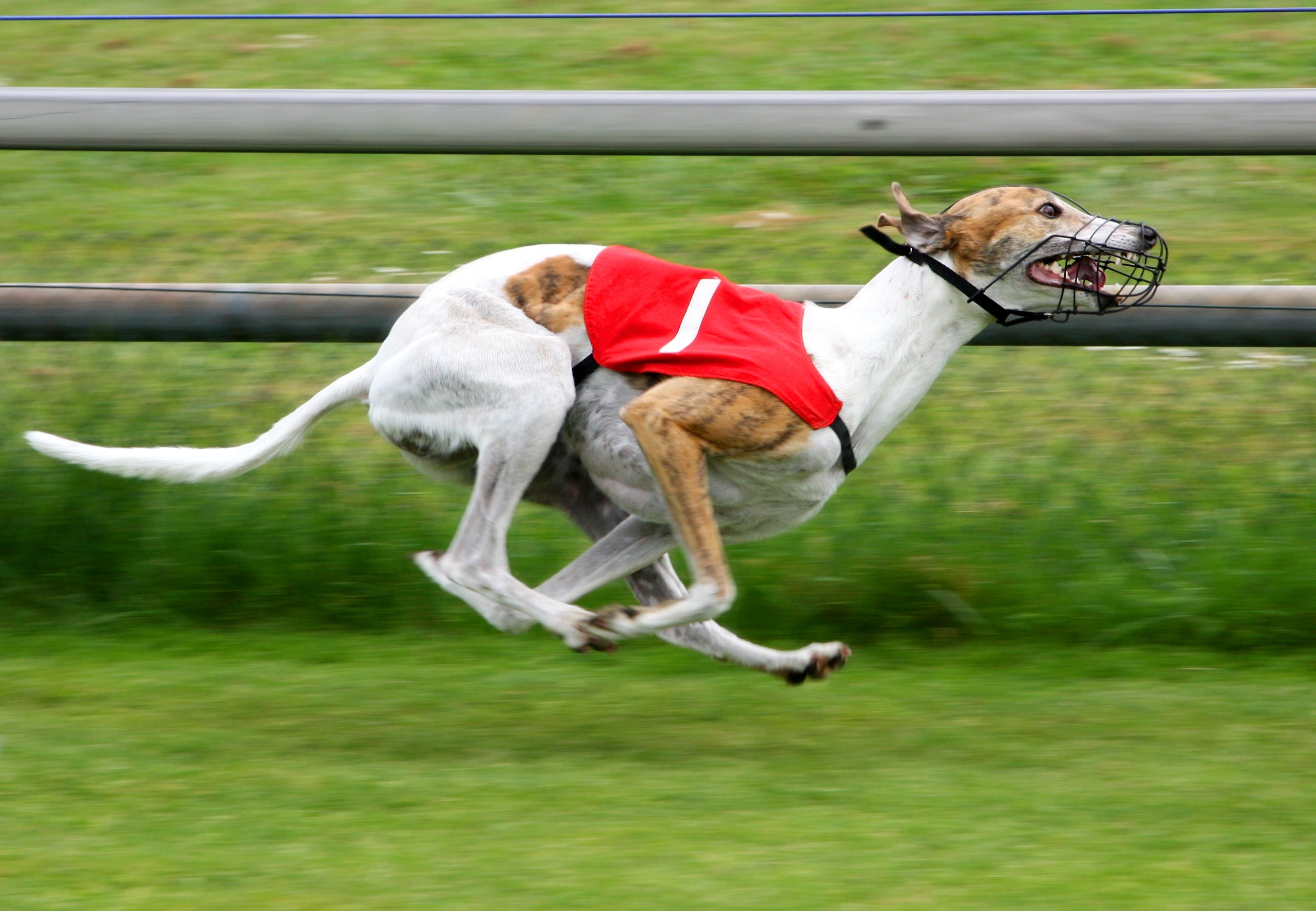 Greyhounds are a sleek and athletic breed that is well-suited to the hot and dry climate of many parts of India(Wikimedia Commons)