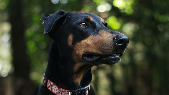 The Doberman Pinscher is a medium-sized, athletic breed that is well-suited to the hot and dry climate of many parts of India(Pexels)