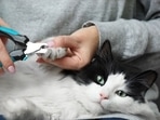 Cats Nail Cutter