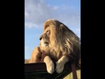 Video of lion sunbathing goes viral.