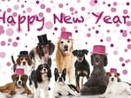 New Year 2023: How to make New Year celebrations special for your pet(Pinterest) New Year 2023: How to make New Year celebrations special for your pet(Pinterest)