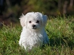Best anxiety wraps for dogs
