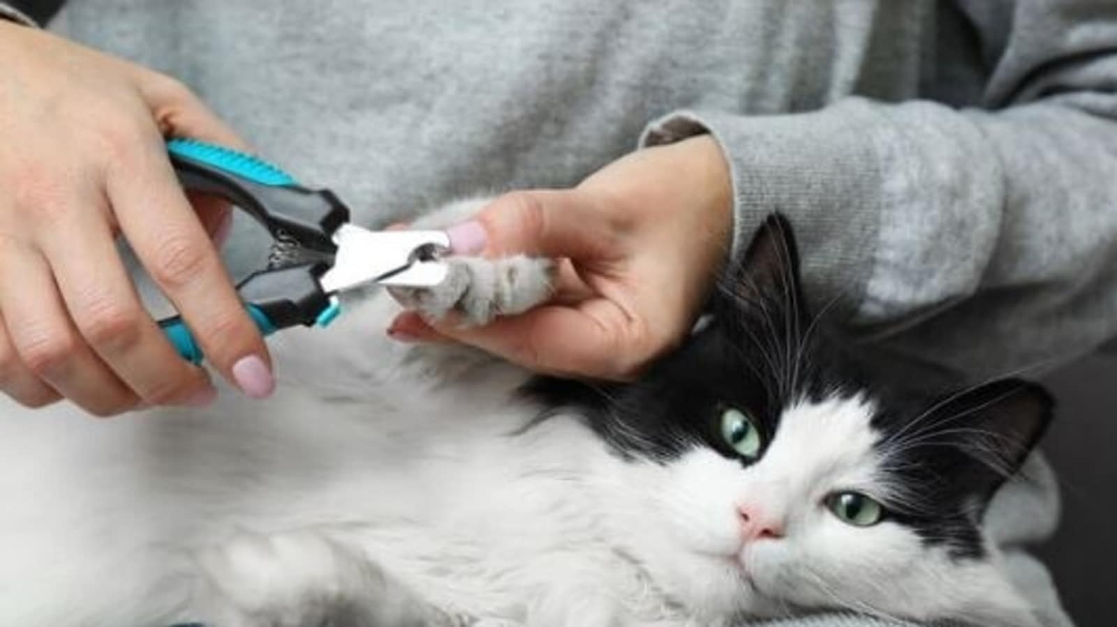 Buy Dogs & Cats Nail Clippers Online: Small & Large Pets Clippers @DakPets