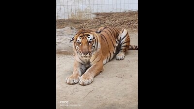 The tiger ‘Kishan’. After it was brought here to Lucknow, its health test was done and it was found that this tiger is suffering from cancer called Hemangiosarcoma. (HT PHOTO) The tiger ‘Kishan’. After it was brought here to Lucknow, its health test was done and it was found that this tiger is suffering from cancer called Hemangiosarcoma. (HT PHOTO)