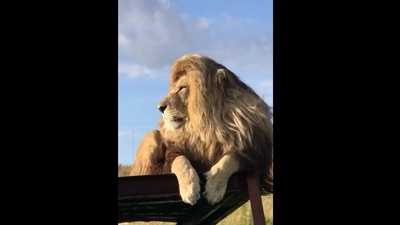 Video of lion sunbathing goes viral. (Twitter/@Gabriele Corno) Video of lion sunbathing goes viral. (Twitter/@Gabriele Corno)