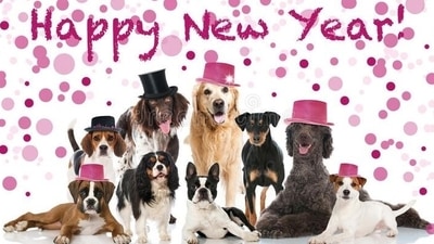 New Year 2023: How to make New Year celebrations special for your pet (Pinterest) New Year 2023: How to make New Year celebrations special for your pet (Pinterest)