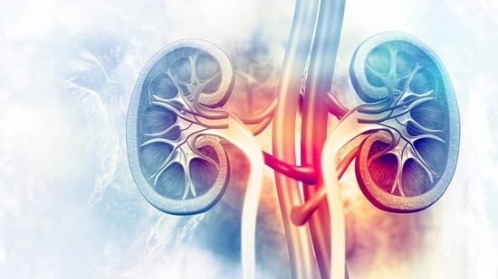 It is a known fact that kidneys filter waste products, excess water and other impurities from the blood via urine. Not only this, kidneys are even responsible for regulating pH, salt and potassium levels in the body and activating vitamin D for maintaining good bone health and regulating muscle function but there is still a lack of awareness regarding kidney disease and that is why a large number of people require dialysis. Moreover, those having end-stage kidney disease require kidney transplantation. So, try to make sure that you take the utmost care of yourself.&nbsp;(File Photo)