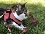 Harnesses cat
