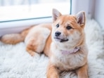 Best dog brushes in India