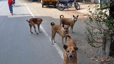 The number of dog-bite cases in Ludhiana has gone up by 24% in a year. A pack of stray dogs attacked a boy in Ludhiana’s New Sunder Nagar area. (HT FILE PHOTO)