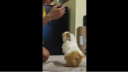 Guinea pig performs 16 tricks in one minute Guinea pig performs 16 tricks in one minute