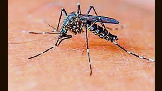 This year there were almost 50% fewer reported dengue cases in Ludhiana compared to the previous year. The health department recorded a total of 1,076 dengue positive cases in 2022, compared to 1,829 cases in 2021. The department attributes the decrease in cases to awareness campaigns and “dry days”, which have helped to reduce the impact of dengue. This year there were almost 50% fewer reported dengue cases in Ludhiana compared to the previous year. The health department recorded a total of 1,076 dengue positive cases in 2022, compared to 1,829 cases in 2021. The department attributes the decrease in cases to awareness campaigns and “dry days”, which have helped to reduce the impact of dengue.